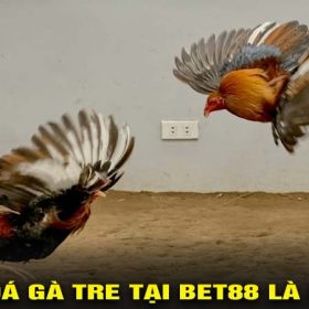 Đá gà tre tại bet88 là gì?