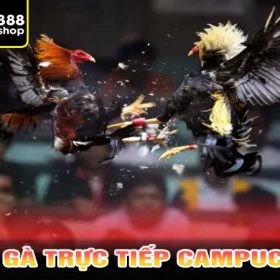 Đá gà trực tiếp campuchia