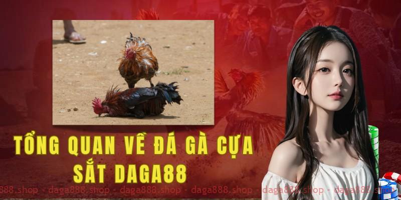 Tổng quan về luật đá gà cựa sắt Daga88
