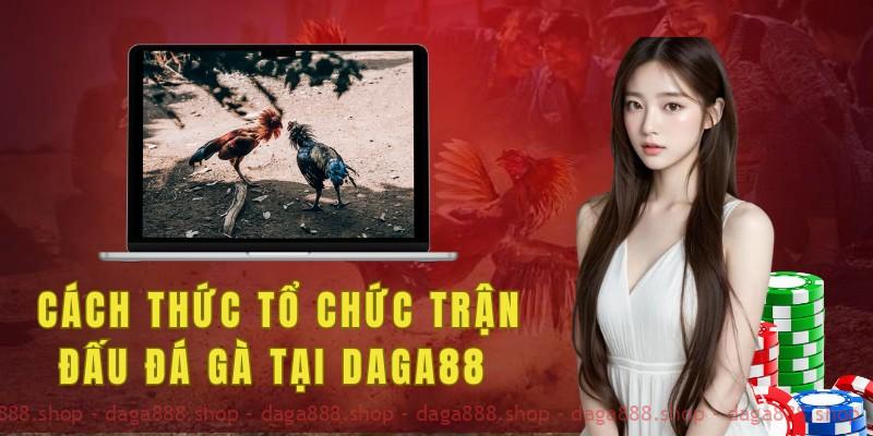 Cách thức tổ chức trận đấu đá gà tại Daga88