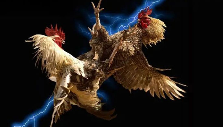 Đá Gà Thomo Trực Tuyến