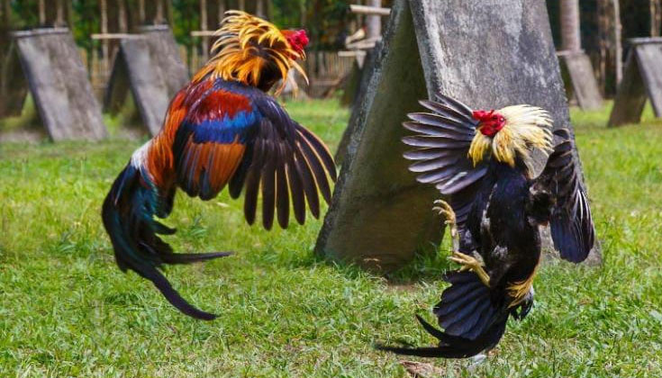 GÀ ĐÁ ĐÒN ĐỘC LÀ GÌ?