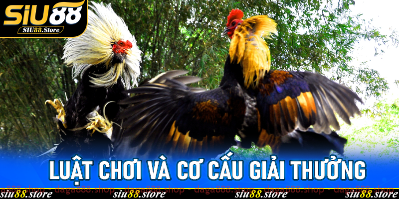 Luật chơi và cơ cấu giải thưởng