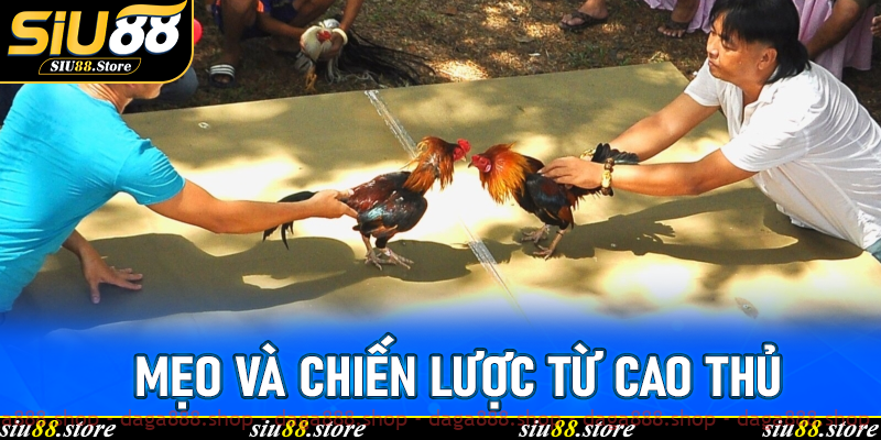 Mẹo và chiến lược từ cao thủ