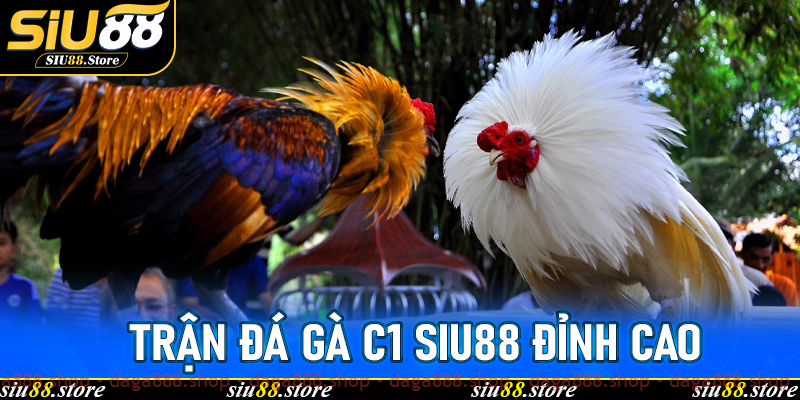 Trận Đá Gà C1 Siu88 Đỉnh Cao Giúp Ô Kim Cương Soán Ngôi Vô Địch